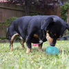 Rosewood Puppy Treat Ball Blue